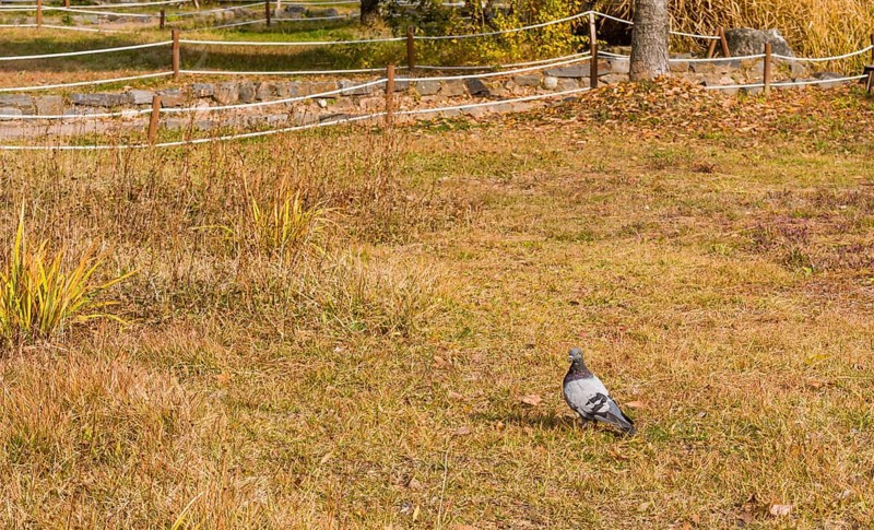 Closeup of pigeon hunting for food in grass with a roped off walkway in background