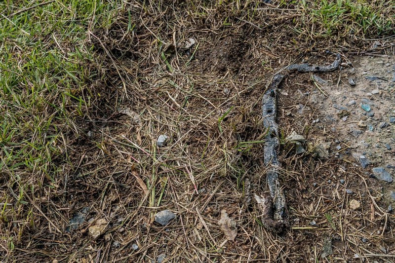 Dead snake laying on ground in grassy area in wilderness park