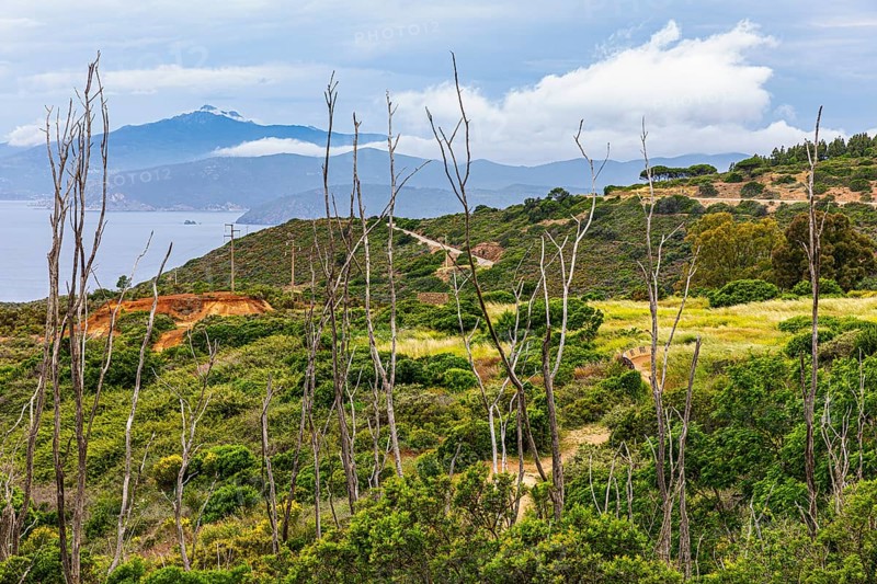 Withered tree poles, green bushes, in the park of the former Miniere Calamita mine, behind the summit of Monte Capanne in the fog, Elba, Tuscan Archipelago, Tuscany, Italy, Europe