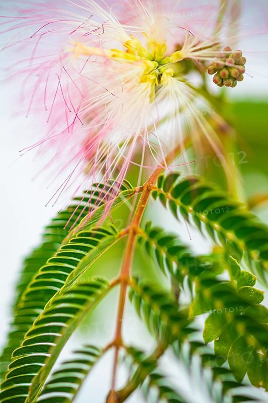 Blossoms of a bastard tamarind (Albizia julibrissin), Capoliveri, Elba, Tuscan Archipelago, Tuscany, Italy, Europe