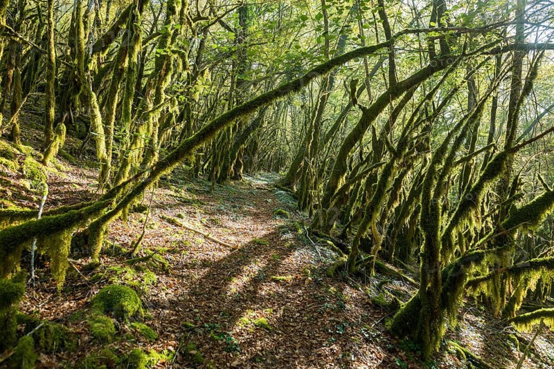 Hiking trail through forest with moss, valley of the Loue, Lizine, near Besancon, Departement Doubs, Bourgogne-Franche-Comte, Jura, France, Europe