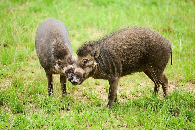 Visayan warty pigs (Sus cebifrons negrinus) on a meadow, Bavaria, Germany, Europe