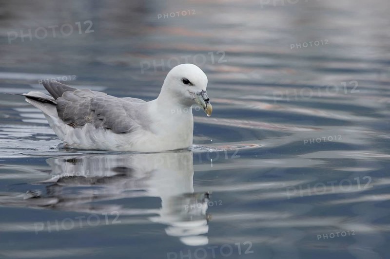 Northern fulmar (Fulmarus glacialis), swimming in the harbour basin, Iceland, Europe