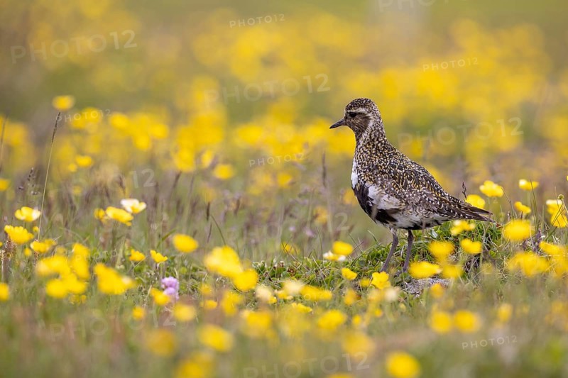 European golden plover (Pluvialis apricaria) surrounded by dandelions, Grimsey Island, Iceland, Europe