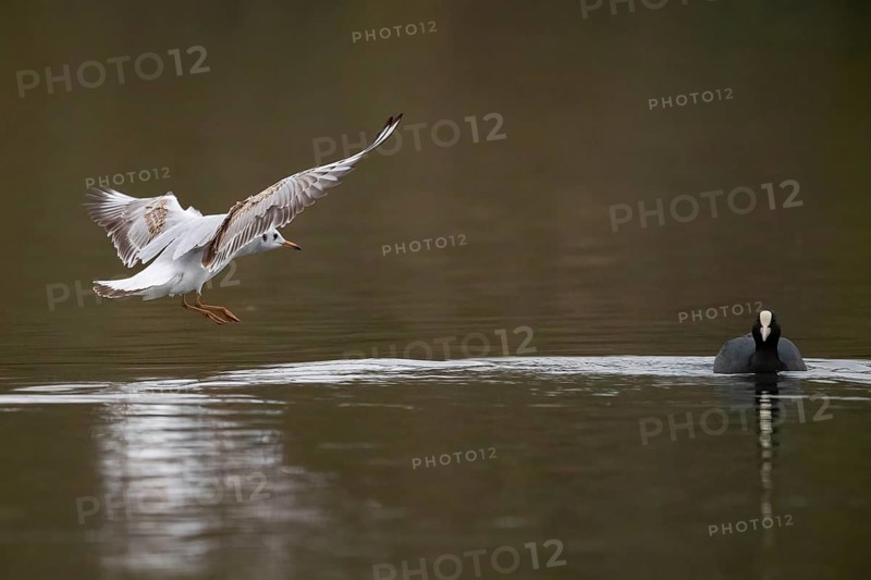 A black-headed gull in flight, Lake Kemnader, Ruhr area, North Rhine-Westphalia, Germany, Europe