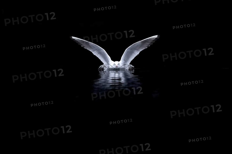 A black-headed gull landing, Lake Kemnader, Ruhr area, North Rhine-Westphalia, Germany, Europe