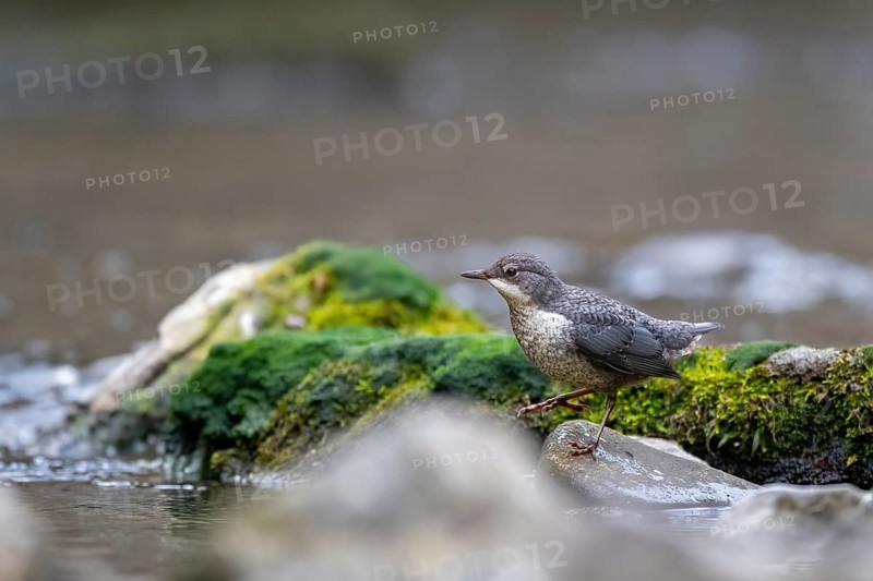 A dipper hunting, Hoennetal, Sauerland, North Rhine-Westphalia, Germany, Europe