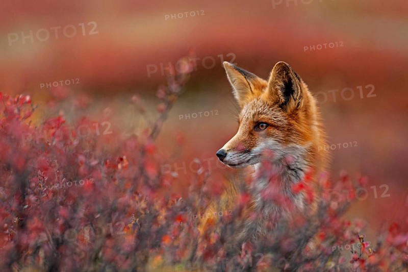 Red fox (Vulpes vulpes) in autumn tundra, portrait, Dempster Highway, Yukon Territory, Canada, North America