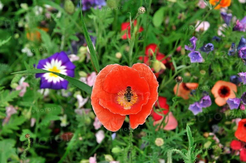 Colourful flower meadow, Schwaebisch Gmuend, Baden-Wuerttemberg, Germany, Europe