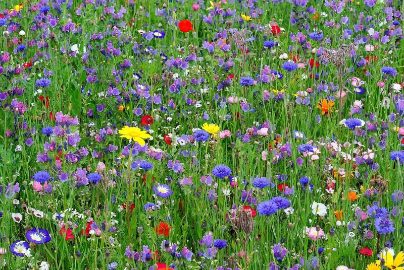 Cornflowers (Centaurea cyanus), yarrow (Achillea), mallow (Malva), yellow daisies (Leucanthemum), poppy (Papaver rhoeas), Baden-Wuerttemberg, Germany, Europe