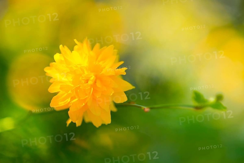 Flower of a ranunculus (Kerria japonica 'Pleniflora') or ranunculus bush, Japanese kerrie, Japanese golden anemone, golden anemone, cultivated form with double flowers, bright yellow flower in close-up, macro shot with soft light, Lower Saxony, Germany, Europe