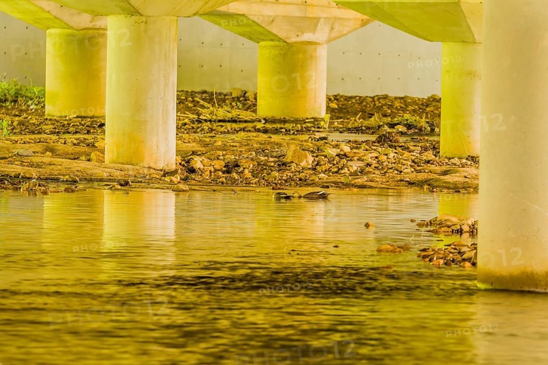 Two spot-billed ducks looking for food in shallow river under concrete bridge on sunny day