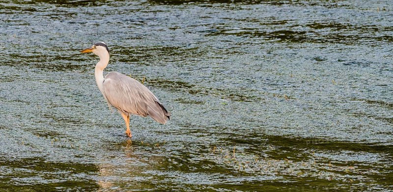 Little blue heron standing on a pebbled sandbar in a shallow river hunting for food