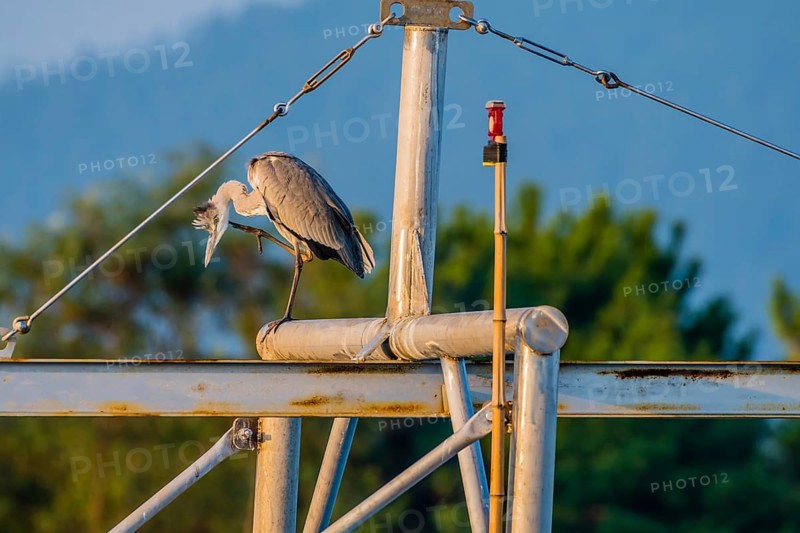 Large gray heron scratching its chin while perched on metal cross beam of boat rigging