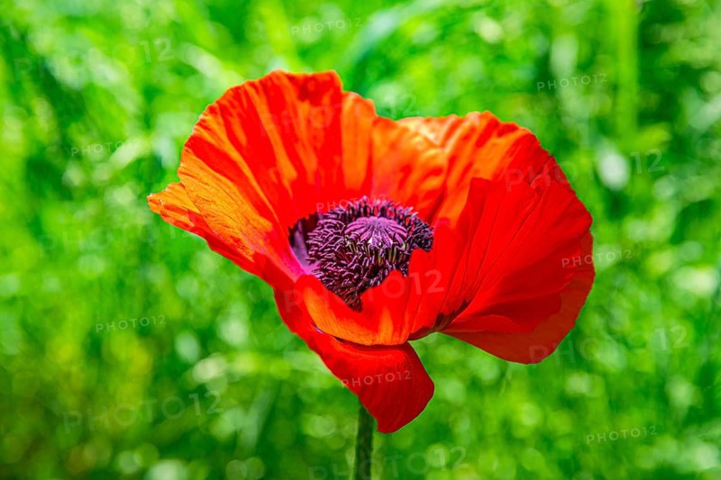 Red flower of the Turkish poppy (Palaver orientale), Botanical Garden, Munich, Upper Bavaria, Bavaria, Germany, Europe
