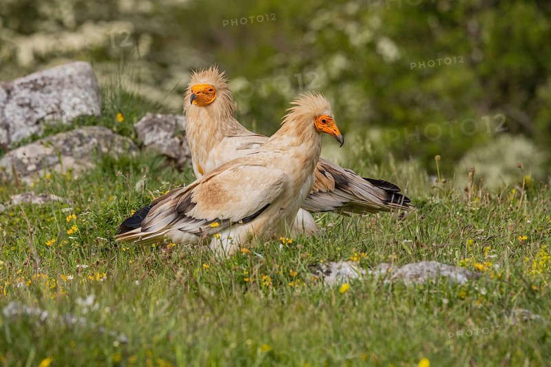 2 Egyptian Vulture (Neophron percnopterus), Castilla y Leon province, Picos de Europa, Spain, Europe
