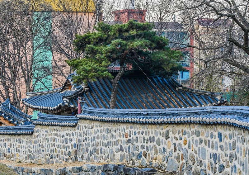 Pine tree next to roof of oriental building surrounded by a stone wall with oriental tiled top with modern buildings and trees in the background