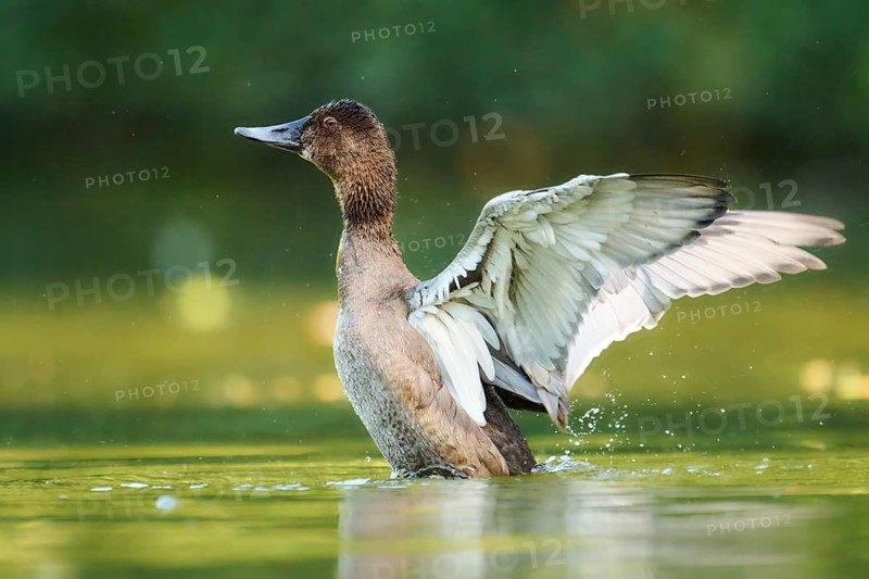 Common pochard (Aythya ferina) shaking its wings on a lake, Bavaria, Germany, Europe