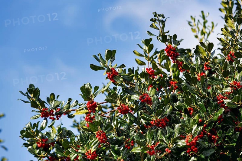 European holly (Ilex aquifolium) with red fruits in front of a blue sky, Foehr, Schleswig-Holstein, Germany, Europe