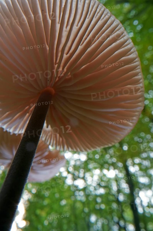 Long-stemmed garlic dwindler (Marasmius alliaceus), from below, lamellae, Hesse, Germany, Europe