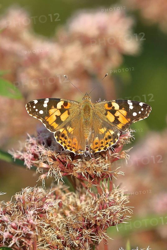 Painted lady (Vanessa cardui), on common water aster (Asteraceae), Wilnsdorf, North Rhine-Westphalia, Germany, Europe
