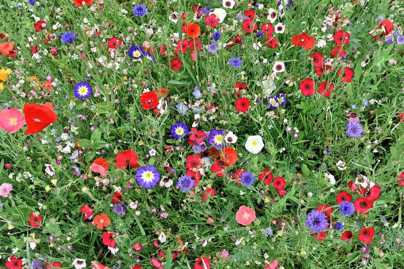 Colourful flower meadow, Schwaebisch Gmuend, Baden-Wuerttemberg, Germany, Europe