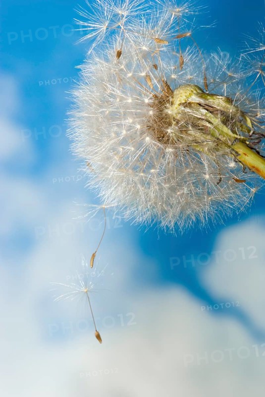 Common dandelion (Taraxacum ruderalia), seed head with seeds on a flying umbrella (pappus) in front of a blue sky with white clouds, dandelion, sunny, umbrella flyer, symbol for lightness and wishes, seeds detach and fly away, macro photograph, close-up, Lower Saxony, Germany, Europe