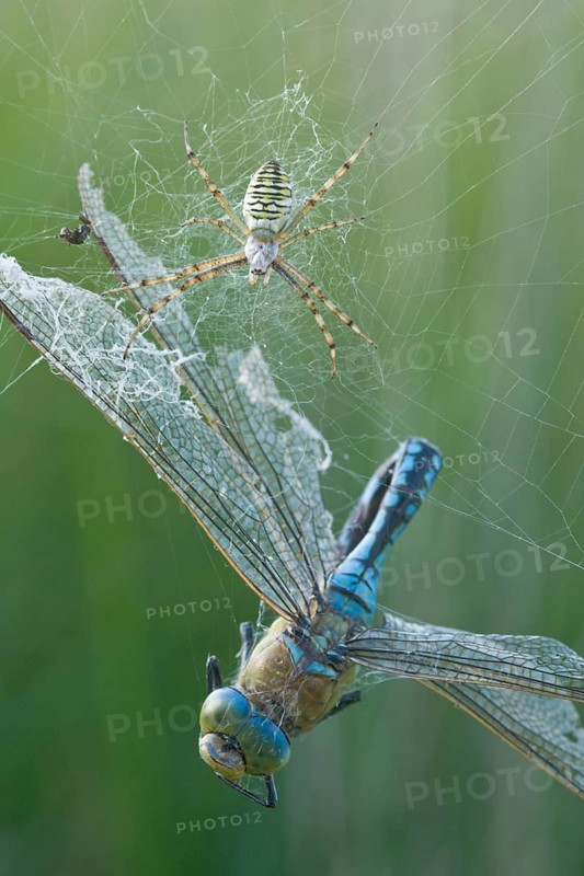 Wasp spider (Argiope bruennichi) with king dragonfly (Anax imperator), Emsland, Lower Saxony, Germany, Europe