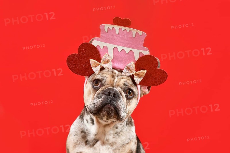 Merle French Bulldog dog with funny Birthday cake with hearts headband on red background