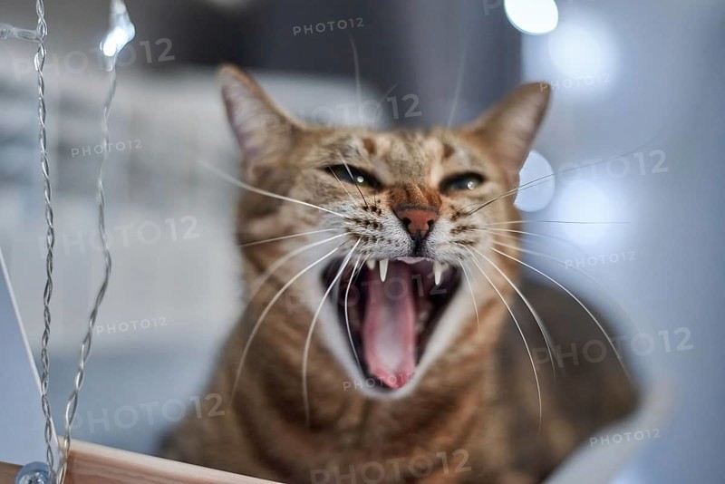 Image of a purebred Bengal cat lying on a hammock attached to a heater. Pet care concept. Mixed media