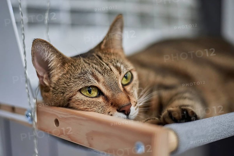 Image of a purebred Bengal cat lying on a hammock attached to a heater. Pet care concept. Mixed media
