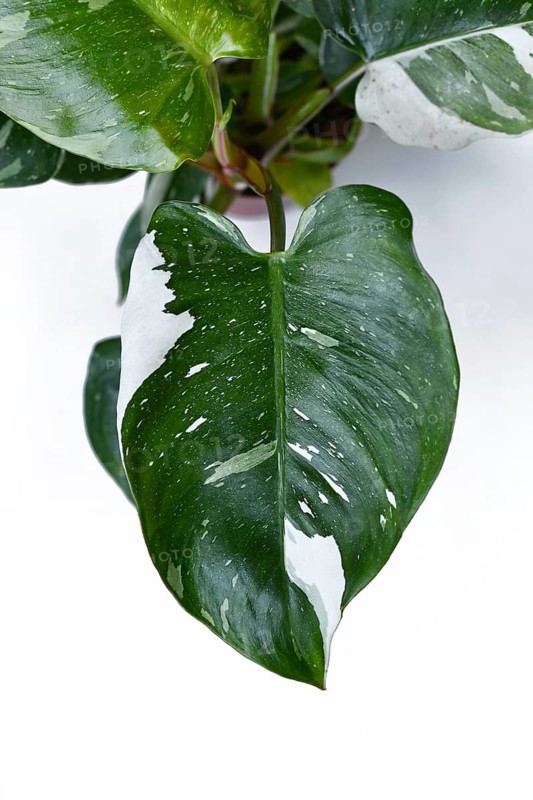 Top view of leaf of tropical 'Philodendron White Princess' houseplant with white variegation with spot