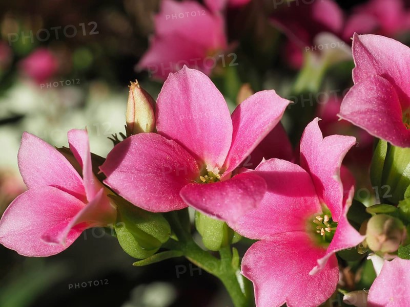Kalanchoe pink flower