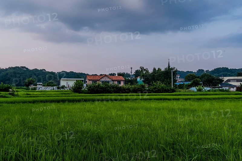 Landscape of house with a red tiled roof behind green bushes at the edge of a rice paddy with green sprouts under a cloudy sky in Korea