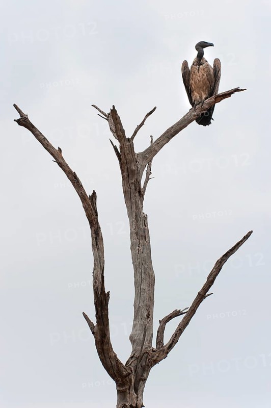 Vulture (Accipitriformes), on a dead tree, bird, threatening, symbol, symbolic, end, death, climate change, drought, vulture, Botswana, Africa