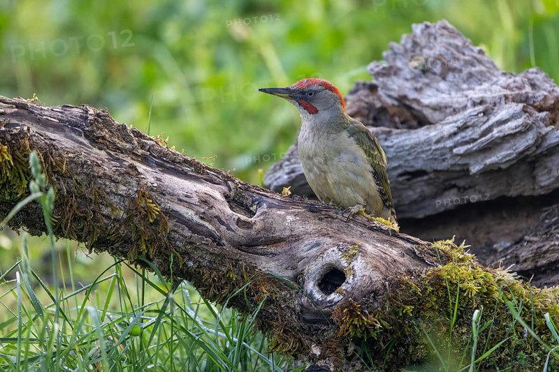 Iberian green woodpecker (Picus viridis sharpei) (Picus sharpei), male, province of Castile-Leon, Spain, Europe