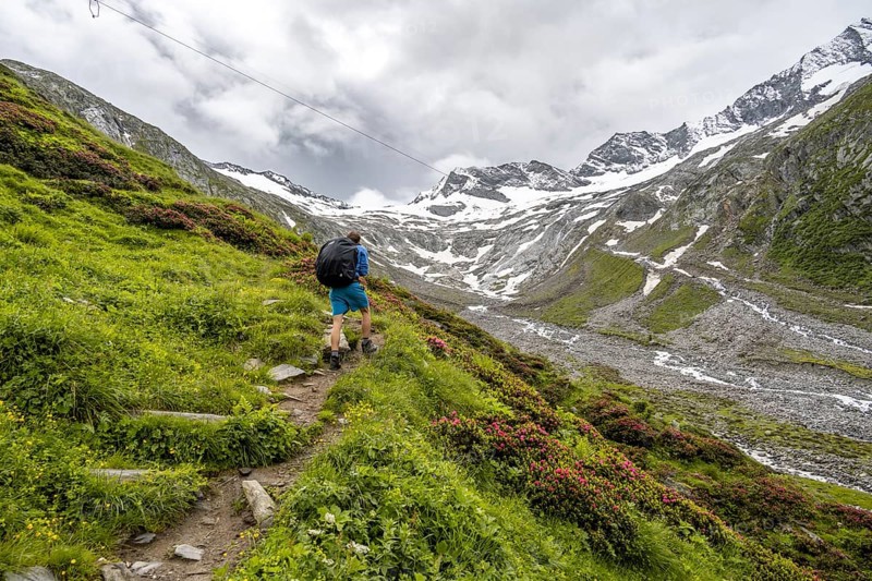 Mountaineers on a hiking trail between blooming alpine roses, view of the Schlegeisgrund valley, glaciated mountain peaks Hoher Weiszint and Dosso Largo with Schlegeiskees glacier, Berliner Hoehenweg, Zillertal, Tyrol, Austria, Europe