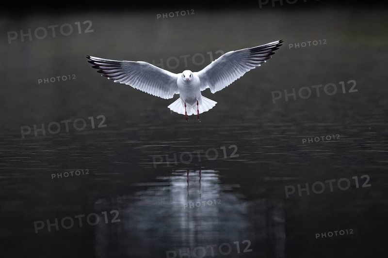 A black-headed gull landing, Lake Kemnader, Ruhr area, North Rhine-Westphalia, Germany, Europe