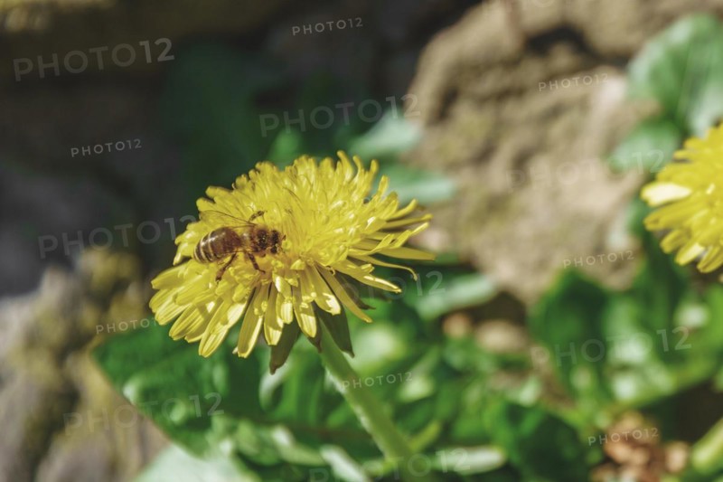 Bee collecting pollen from a yellow dandelion flower, Wuppertal Elberfeld, North Rhine-Westphalia, Germany, Europe