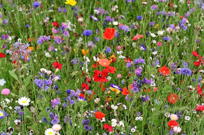 Cornflowers (Centaurea cyanus), yarrow (Achillea), mallow (Malva), yellow daisies (Leucanthemum), poppy (Papaver rhoeas), Baden-Wuerttemberg, Germany, Europe