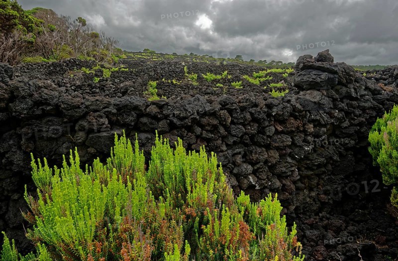 Black lava stone landscape with green willow bushes under dark clouds, north coast, Santa Luzia, Pico, Azores, Portugal, Europe