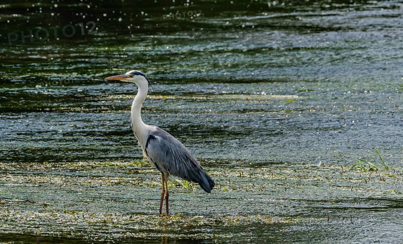 Little blue heron standing on a pebbled sandbar in a shallow river hunting for food