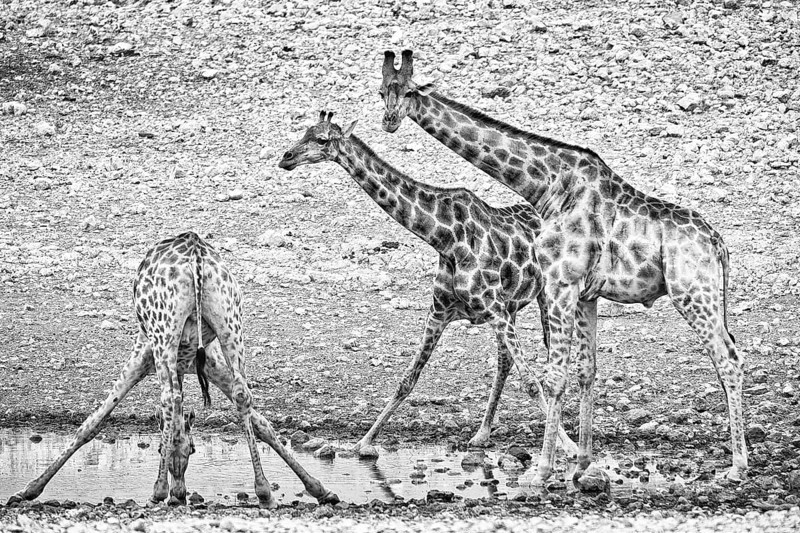 Angolan giraffe (Giraffa angolensis), drinking, drinking, animal, ungulate, black and white, monochrome, bw, Namutoni waterhole, Etosha National Park, Namibia, Africa