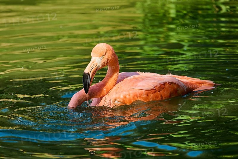 Chilean flamingo (Phoenicopterus chilensis) in the water, Bavaria, Germany, Europe