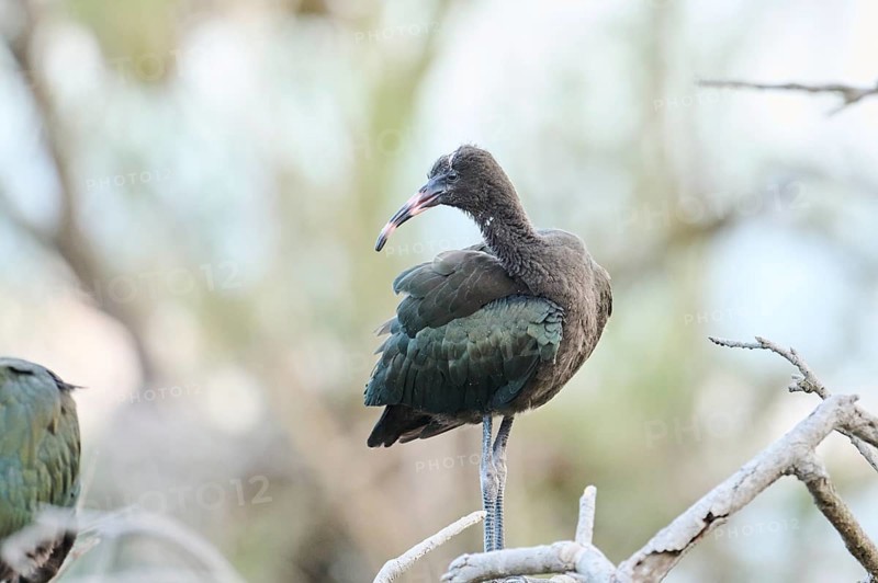 Glossy ibis (Plegadis falcinellus) youngster standing on a branch, Parc Naturel Regional de Camargue, France, Europe