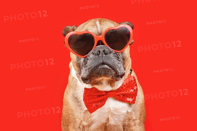 Cool French Bulldog dog wearing heart shaped Valentine's Day glasses and bow tie on red background