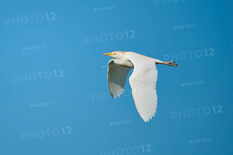 Cattle egret (Bubulcus ibis) flying in the sky, Parc Naturel Regional de Camargue, France, Europe