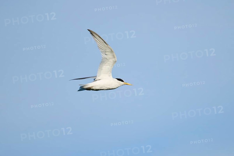Little tern (Sternula albifrons) flying in the sky, Parc Naturel Regional de Camargue, France, Europe