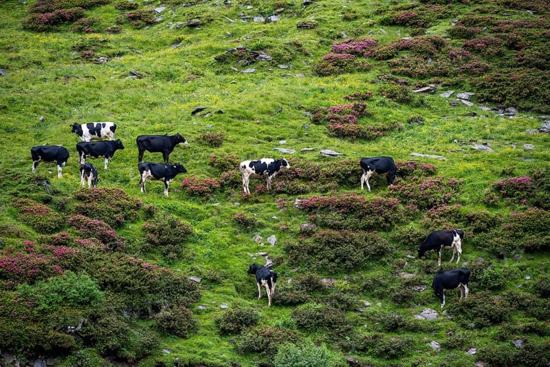 Cows grazing on the alpine meadow between blooming alpine roses, Schlegeisgrund valley, Berliner Hoehenweg, Zillertal, Tyrol, Austria, Europe