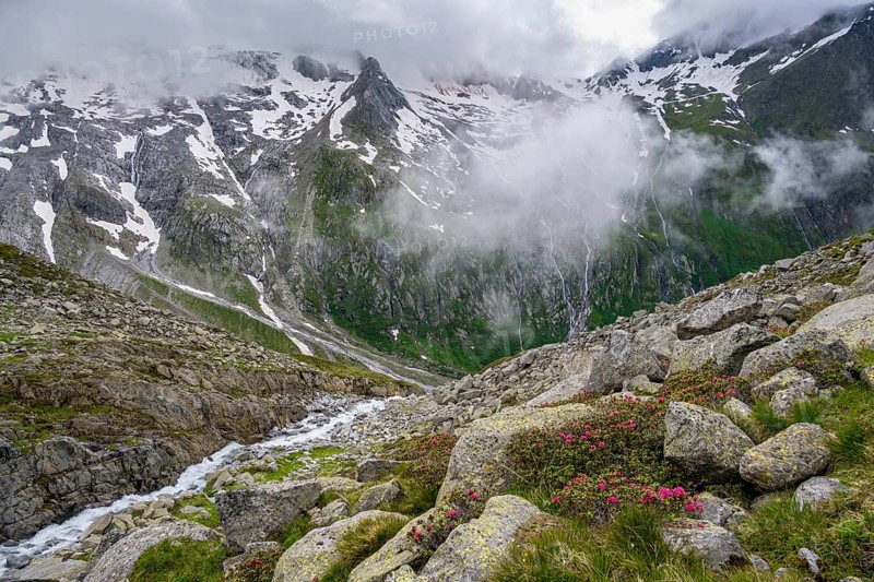Cloudy mountain landscape with blooming alpine roses and mountain stream, view of rocky and glaciated mountains with summit Hochsteller, Furtschaglhaus, Berliner Hoehenweg, Zillertal, Tyrol, Austria, Europe
